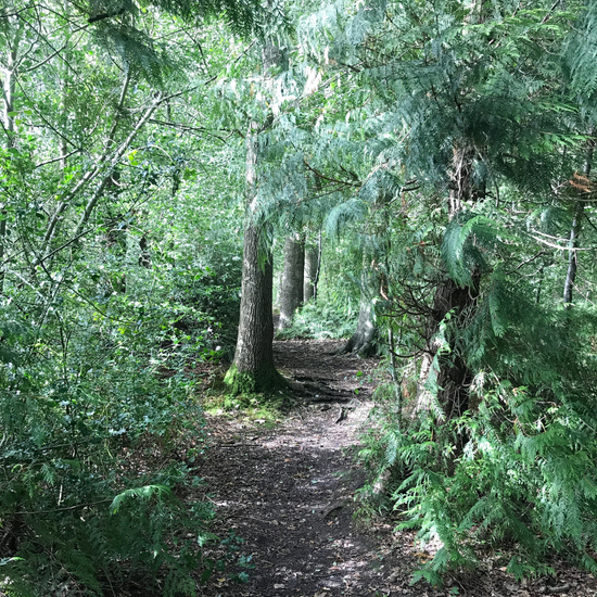 Woodland path through trees. Beams of light shine through the canopy.