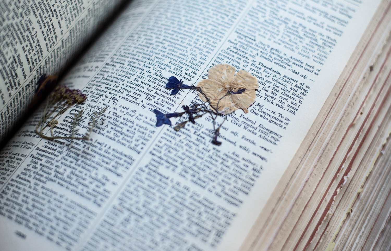 Open page of a dictionary, with pressed flower between pages