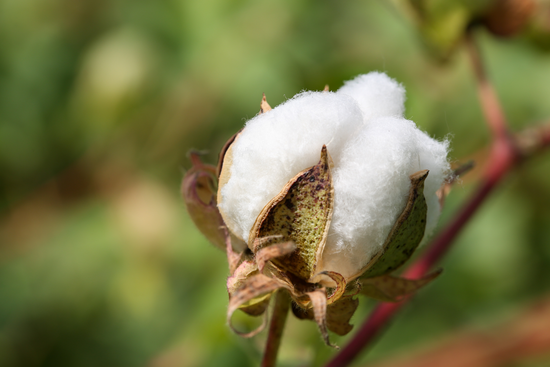 Cotton plant