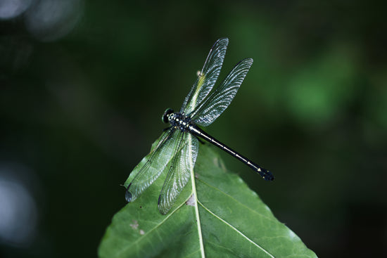 Close up of a dragon fly on a leaf tip